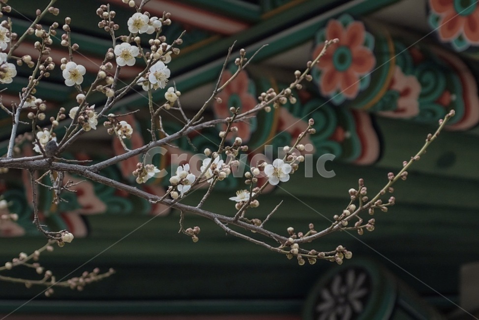 plant,식물,blossom,꽃,flower,매화,홍매화,봄,spring,궁,고궁,자연,nature