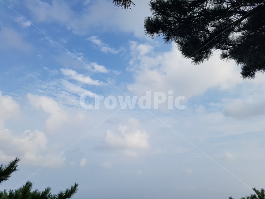 하늘,나무,구름,sky,cloud,tree