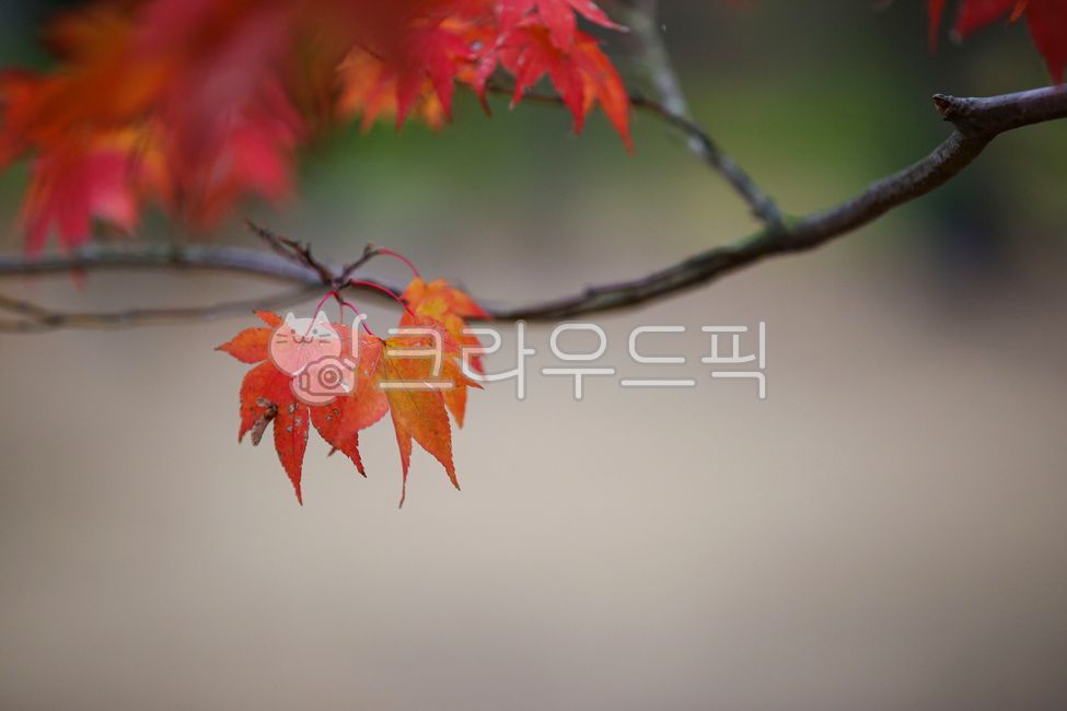 단풍, 가을, maple, autumn, 낙엽, 사진,이미지,일러스트,캘리그라피 - 고운경작가