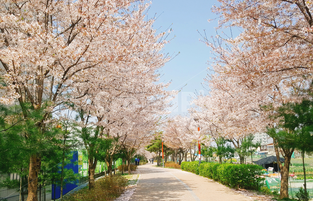 벚꽃,꽃,자연,벚꽃길,봄,계절,예쁜,아름다운,길,공원,산책,나무,초록색,분홍색,하늘,맑은날