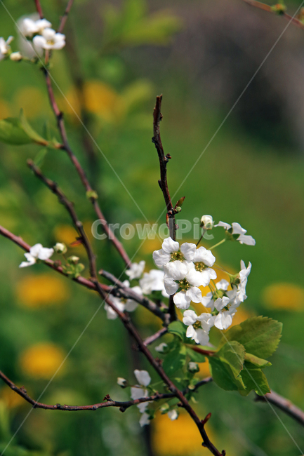 꽃,자연,식물,계절,들꽃,식물,자연,plants,nature,꽃,flower
