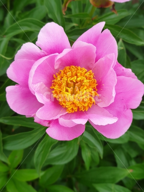작약꽃,꽃송이,분홍,핑크,꽃밭,꽃,blossom,화분,flower,식물,식물,자연,plants,nature,꽃,flower