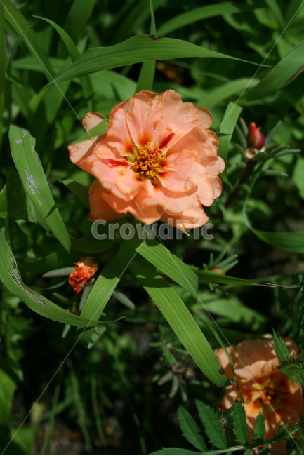 장미,식물,flower,plants,nature,꽃,꽃봉오리,식물,자연,plants,nature,꽃,flower