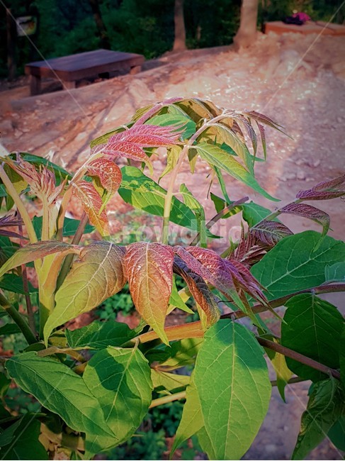 나뭇잎,등산로,숲,나무,식물,leaf,forest,tree,plant,식물,자연,plants,nature