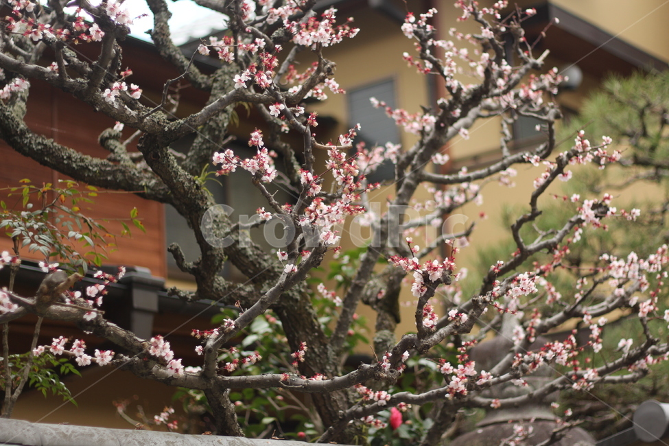 벚꽃,사쿠라,cherryblossom,플라워,나무,꽃나무,봄,봄꽃,봄벚꽃,흰벚꽃,plant,식물,flower,꽃,blossom
