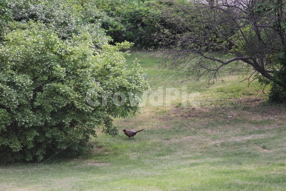 풍경사진,꿩,장끼,공원,감성사진,동물,animal,조류,새,birds