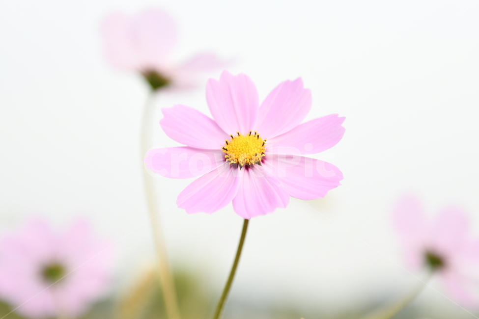 wallpaper,wind flower,autumn,Cosmos,flower,wind