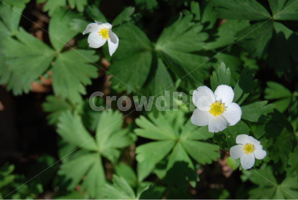 식물,꽃,봄,자연,산,식물,자연,plants,nature,꽃,flower