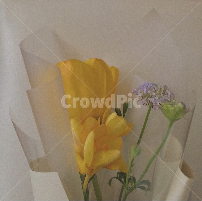 꽃,꽃다발,꽃선물,프리지아,튤립,꽃,flower,기념일,축하,anniversary,congratulation,celebrate,celebration