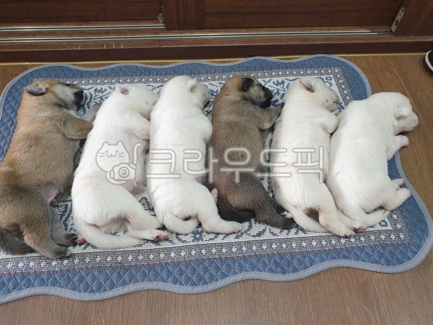 강아지,애기강아지,아기강아지,애견,애완동물,애완견,반려동물,반려견