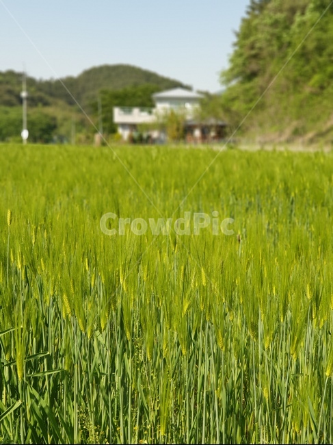 벼,쌀,보리,논,시골,밭,진주시,이반성면,농업,농사,agriculture,farming,farming industry