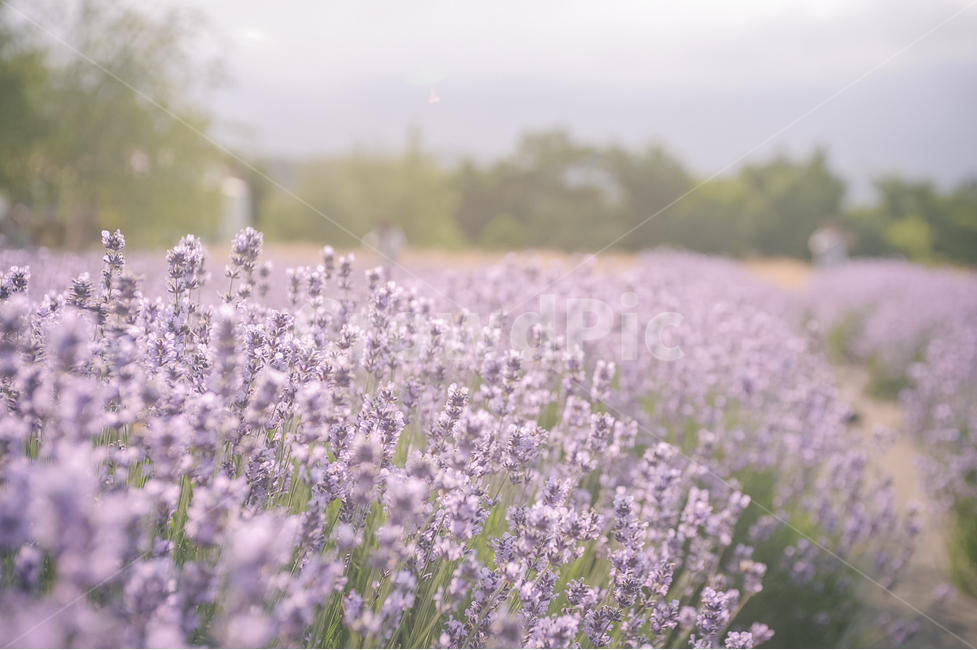 라벤더,꽃,감성사진,식물,여름,flower,lavender,빛,빛보케,식물,자연,plants,nature,꽃,flower,감성,sensible,feeling,색깔,색상,색채,색감,color sense,color sensitivity,feeling of color