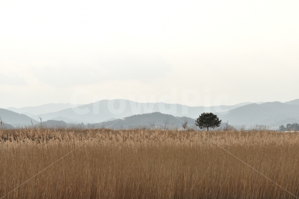 갈대,나무,순천,순천만,습지,가을,산,하늘,쓸쓸한,가을,계절,fall,autumn,season,자연,풍경,nature,landscape,한국자연풍경,한국자연경관,korea nature landscape,grassland,목초지,outdoors,옥외,field,들,savanna,대초원