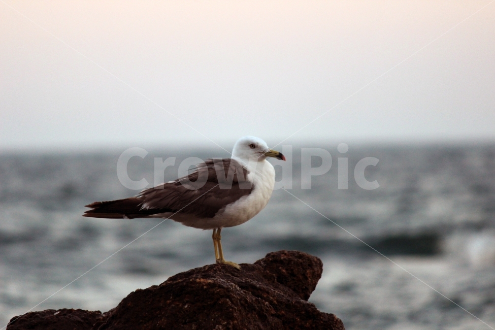 자연,동물,새,갈매기,바다,풍경,배경,고독,노을,동물,animal,조류,새,birds,감성,sensible,feeling