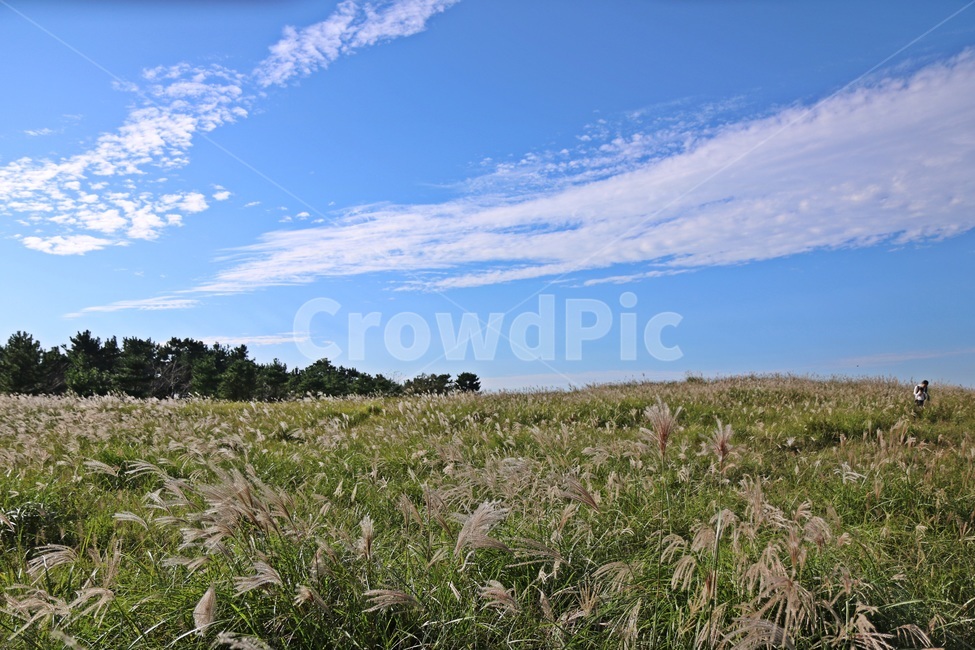 제주도,갈대,jejuisland,reed,wildreed,자연,풍경,nature,landscape,grass,잔디,plant,식물,outdoors,옥외,grassland,목초지,field,들