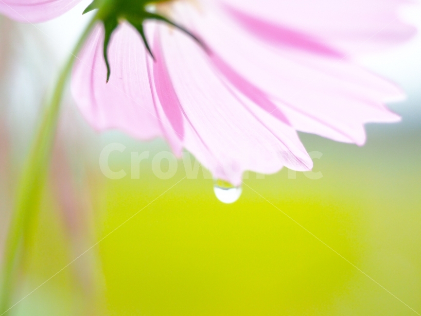 petal,autumn rain,Cosmos,flower,raindrop