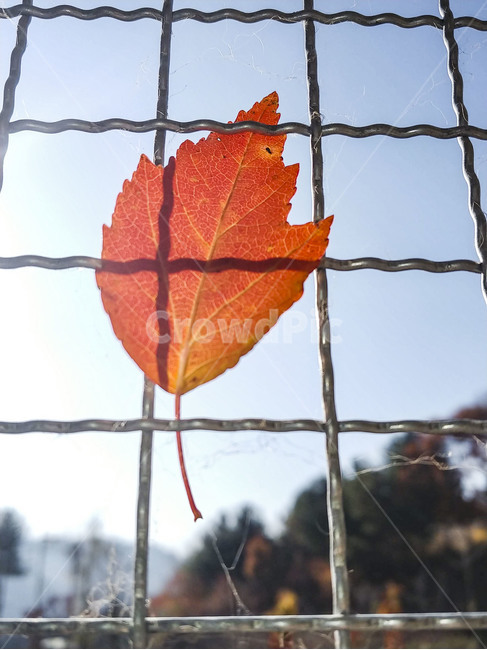 단풍잎,나뭇잎,가을,잎,낙엽,식물,autumn,leaf,leaves,maple,fall,plant,계절,season,가을,계절,fall,autumn,season,식물,자연,plants,nature