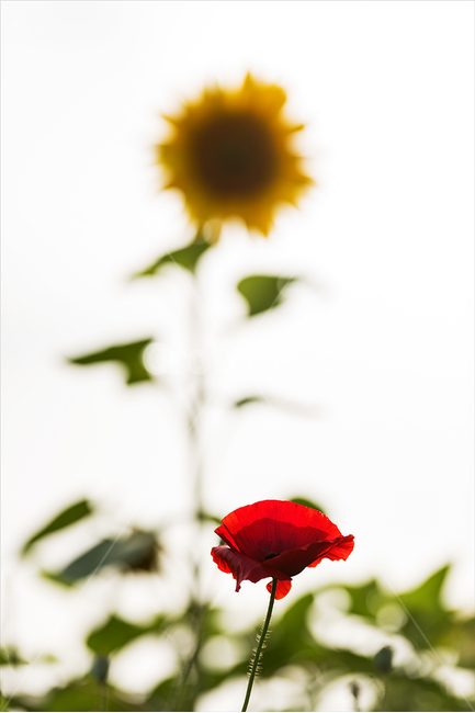 양귀비,해바라기,노란색,빨간꽃,배경,감성,바라보기,식물,자연,plants,nature,꽃,flower