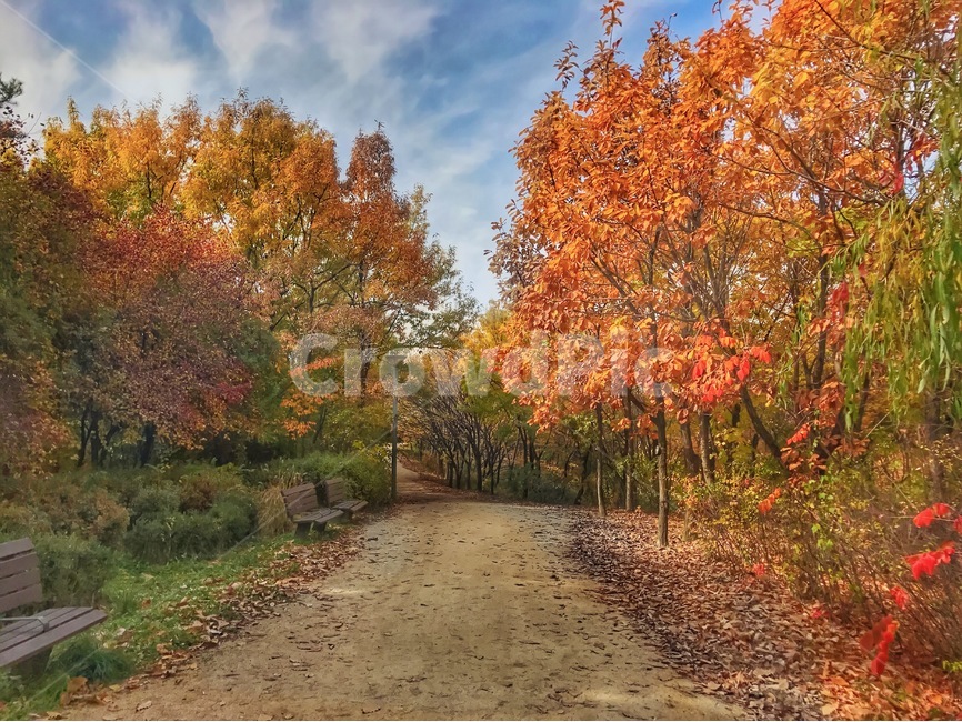 단풍,서울숲,숲길,길,풍경,하늘,벤치,숲,나무,가을,계절,fall,autumn,season,자연,풍경,nature,landscape,plant,식물,tree,leaf,잎,maple