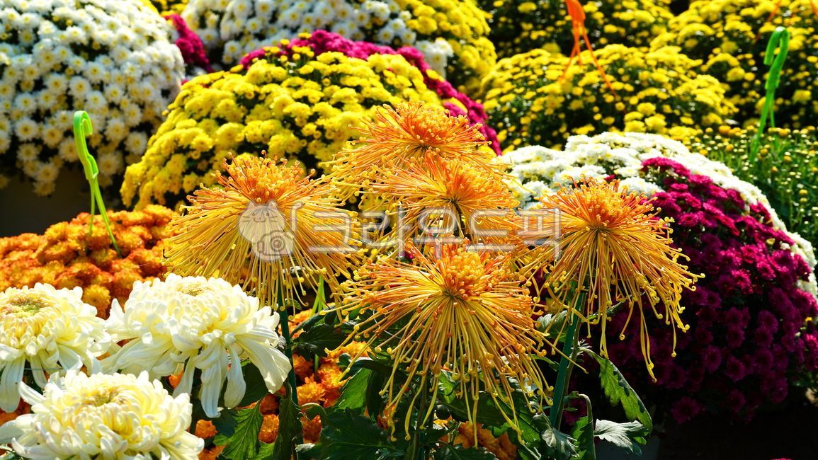 식물,국화,국화꽃,가을꽃,flower,꽃,plant,autumnflower,chrysanthemum