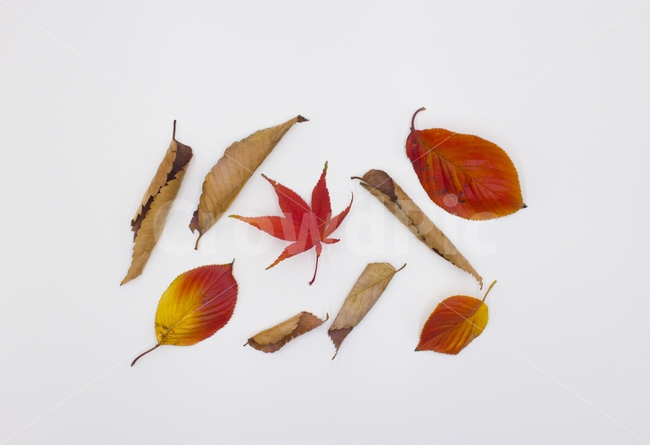 낙엽,흰배경,whitebackground,autumn,leaf,잎,계절,노랑,질감,식물,질감효과,자연,장식품,주황색,11월,다양,식물학,환경,plant,bright,vertical,falling,season,backdrop,forest,가을,계절,fall,autumn,season,식물,자연,plants,nature,누끼,remove background