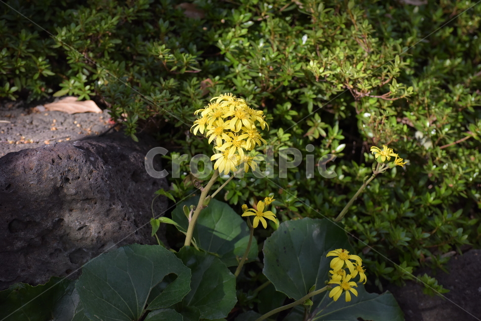 털머위,늦가을,다년초,야생화,노란꽃,식물,자연,plants,nature,꽃,flower