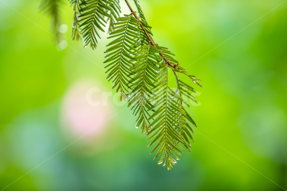 비,녹색,메타세콰이어,나무잎,여름,여름,계절,summer,season,leaf,잎,plant,식물