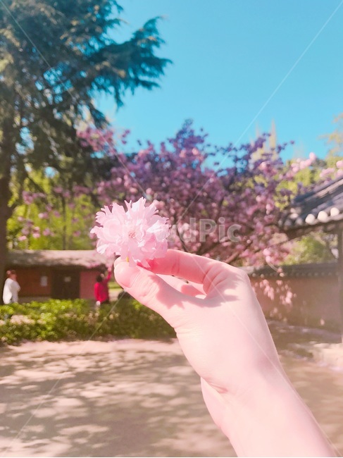 spring,Double cherry blossoms,warm,Cherry Blossom,flower