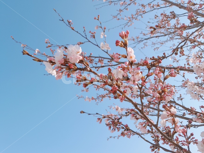 벚꽃,flower,꽃,벚꽃나무,벚꽃하늘,접사,벚꽃접사,blossom,봄,spring