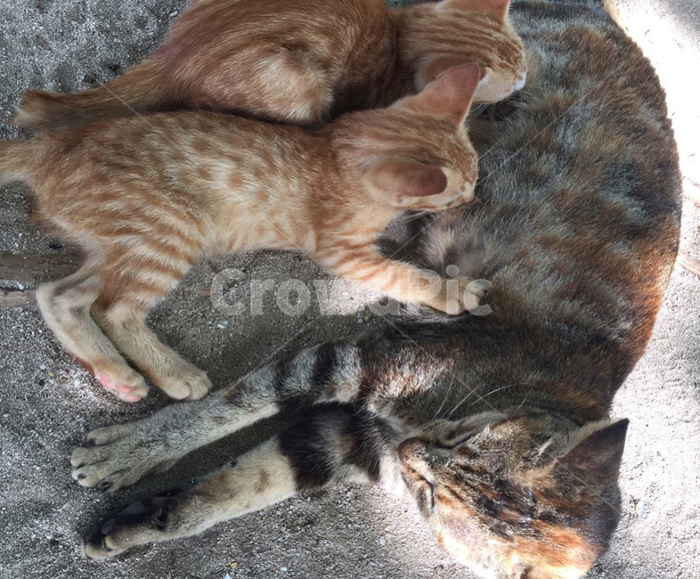 새끼고양이,고양이가족,고양이,해변고양이,귀여운고양이,동물,animal,포유류,mammal,고양이,cat,kitten,kitty