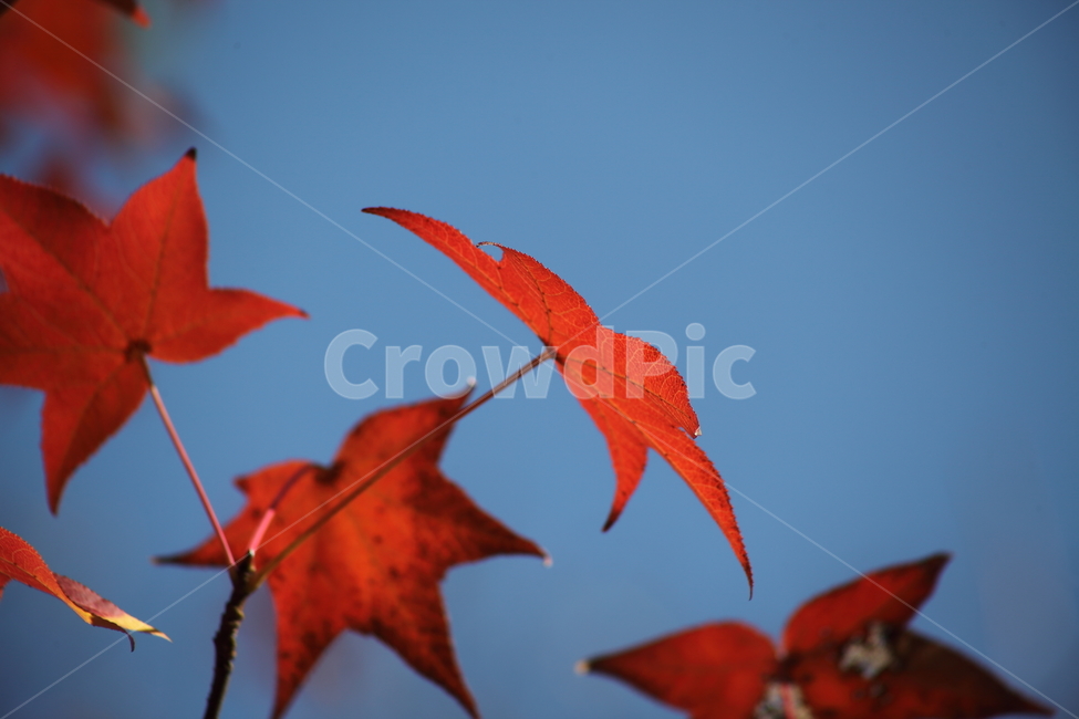 단풍,미국풍나무,가을,liquidambarstyraciflua,sweetgum,가을,계절,fall,autumn,season,leaf,잎,plant,식물,tree,나무