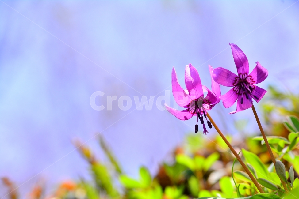 newsletter,catalog,alpine region,cyan,april,publication,queen of spring flowers,season,publicity,pollutionfree,sky,alpine plant,side by side,greenery,closeup,background,plant,Spring flowers,pink,May,seasonal,pattern,algae,pure,out of focus,two,wild flower