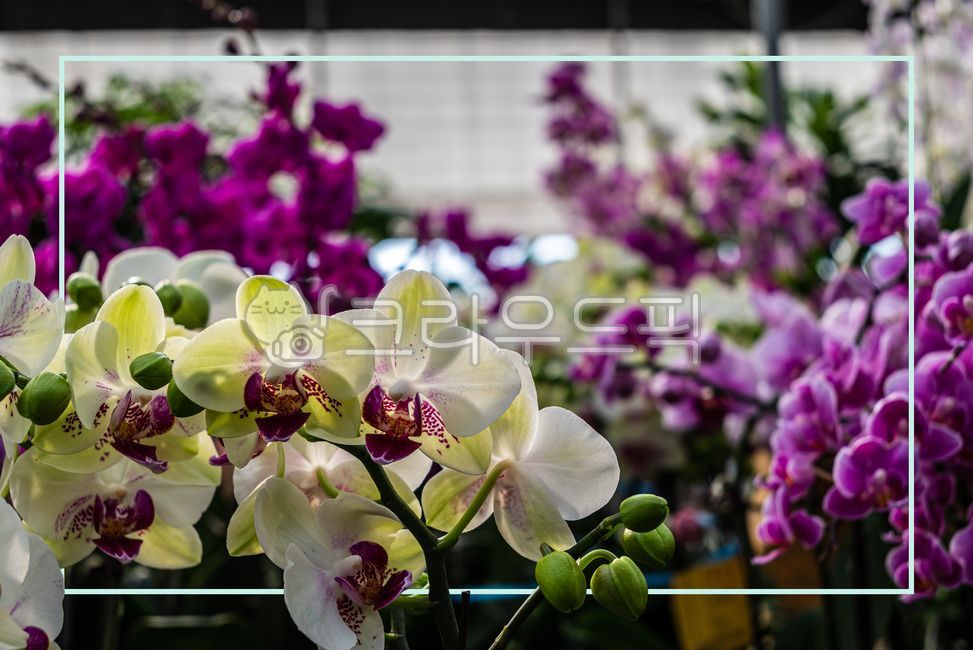 texture,copyspace,square box,column,text box,orchid flower,flower,square,background,copy space,squarebox,frame