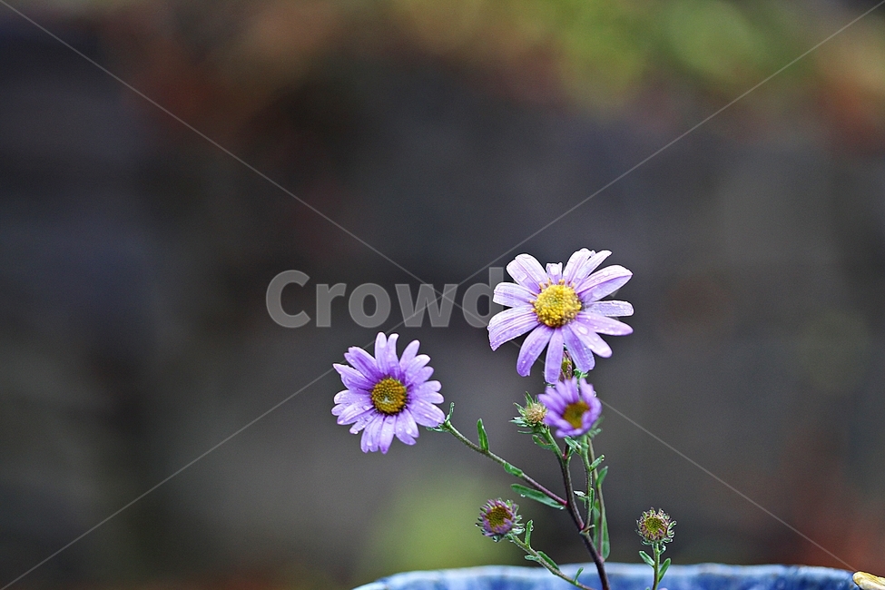 꽃,꽃잎,가을꽃,가을,식물,자연,계절,식물,자연,plants,nature,꽃,flower