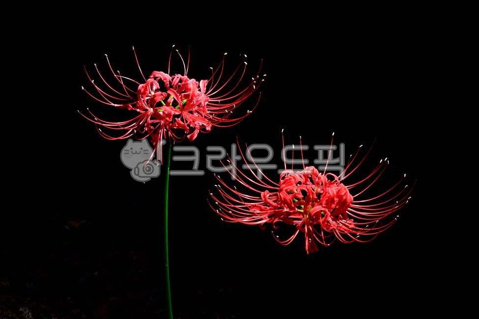 love,Red,red,A bunch of flowers,plant,Similarization,fall flowers,Seoksan,flower