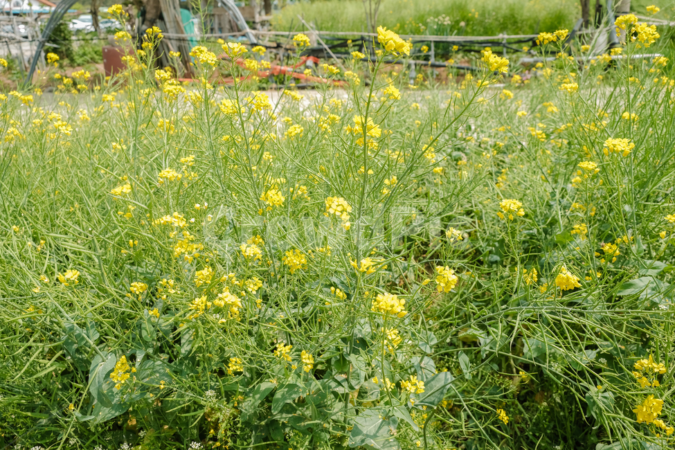 spring,spring flowers,natural scenery,plant,rape flower,season,Emotional photo