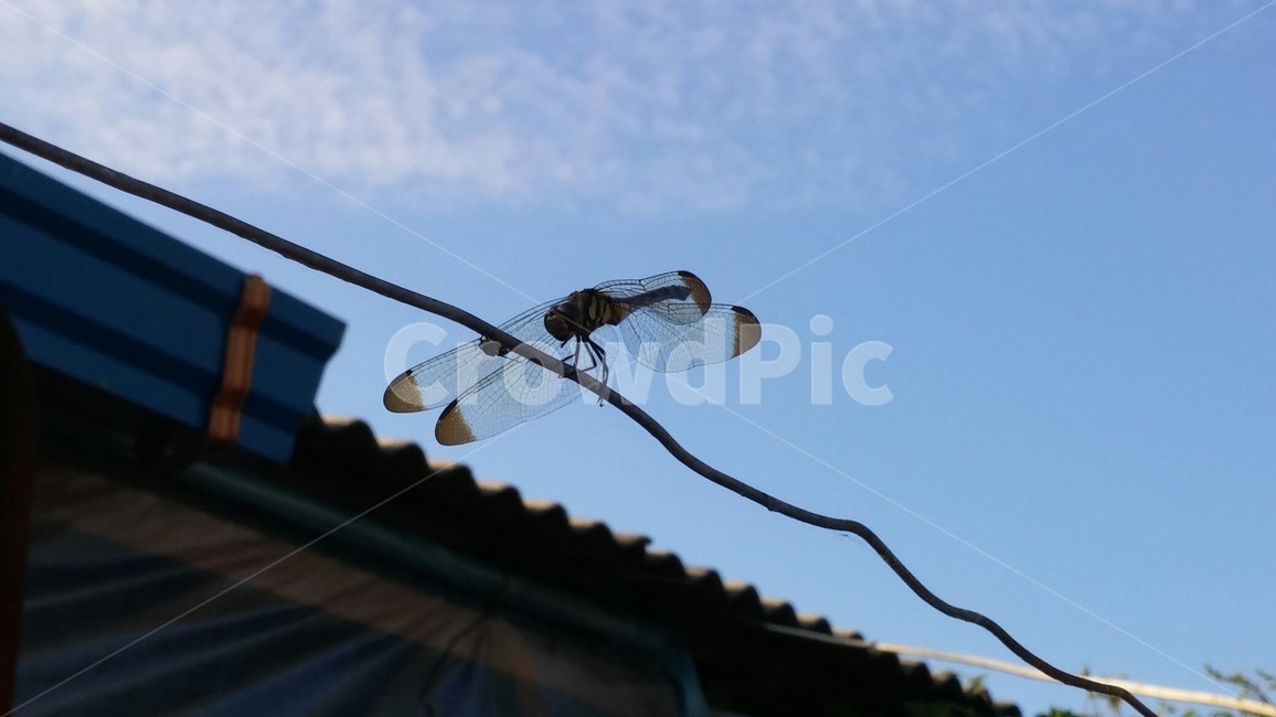 잠자리,시골,하늘,곤충,풍경,파리,동물,animal,곤충,벌레,insect,bug