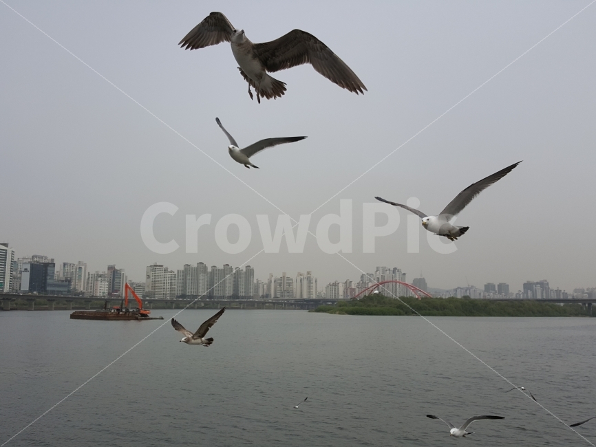 갈매기,강,도심,새,날개짓,도시,풍경,city,landscape,동물,animal,조류,새,birds,bird,flying,나는