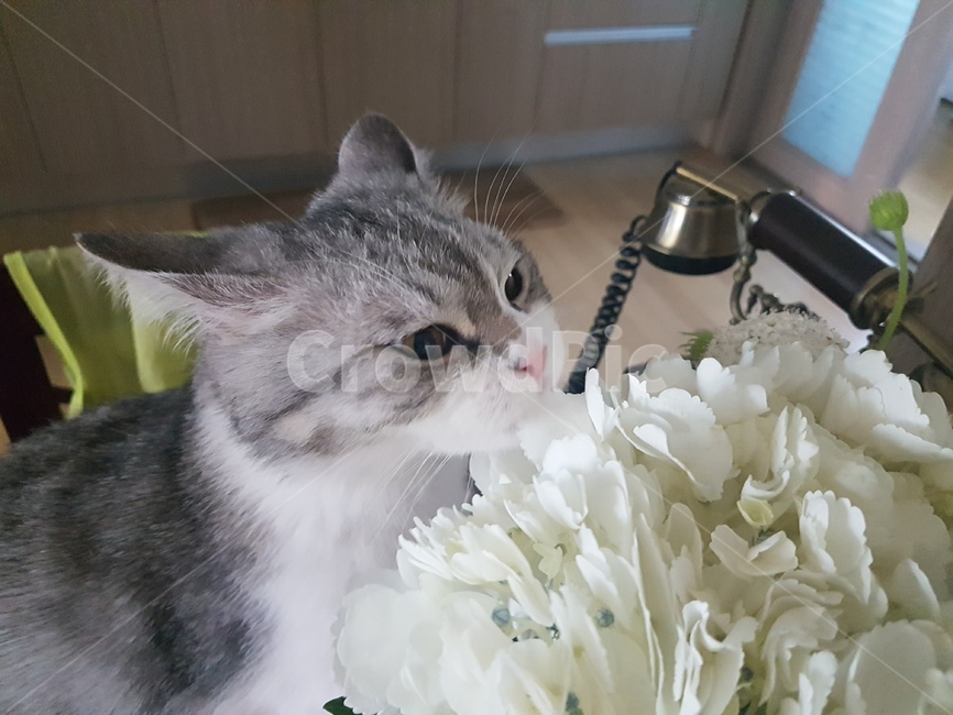 고양이,핑크코,cat,핑크발바닥,냥,냥이,하얀고양이,귀여운,애기고양이,kitten,동물,animal,포유류,mammal,고양이,cat,kitten,kitty