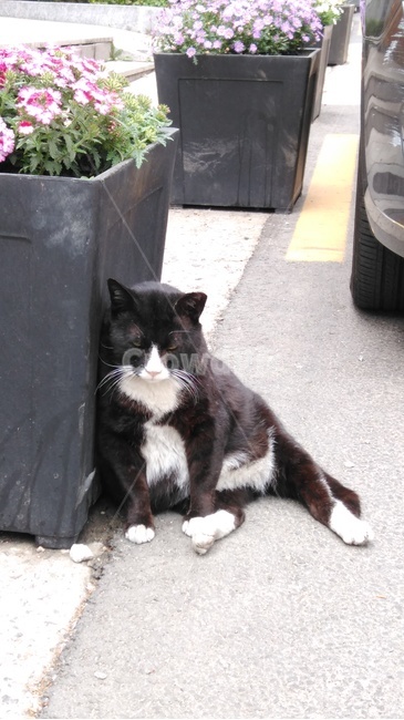고양이,동물,cat,animal,pet