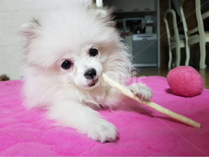 반려견,애완견,반려동물,강아지,개,강아지표정,개표정,dog,puppy,동물,animal,포유류,mammal,개,강아지,dog,doggy