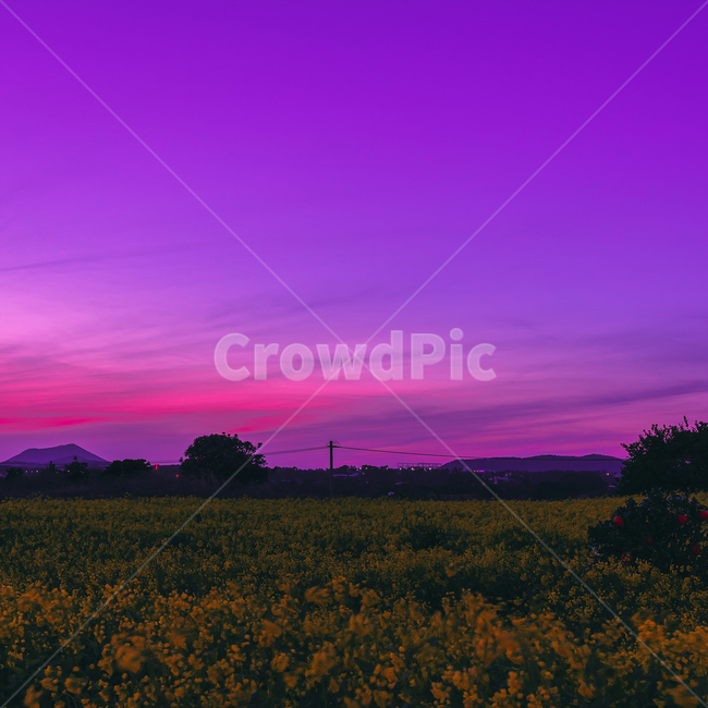 유채꽃,밤하늘,노을,일몰,풍경,봄,계절,spring,season,nature,자연,outdoors,옥외,field,들,grassland,목초지