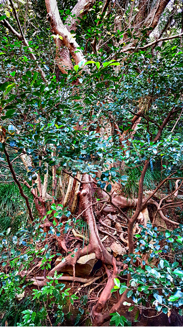 나무,고목,자연,식물,뿌리,자연,풍경,nature,landscape,식물,plants