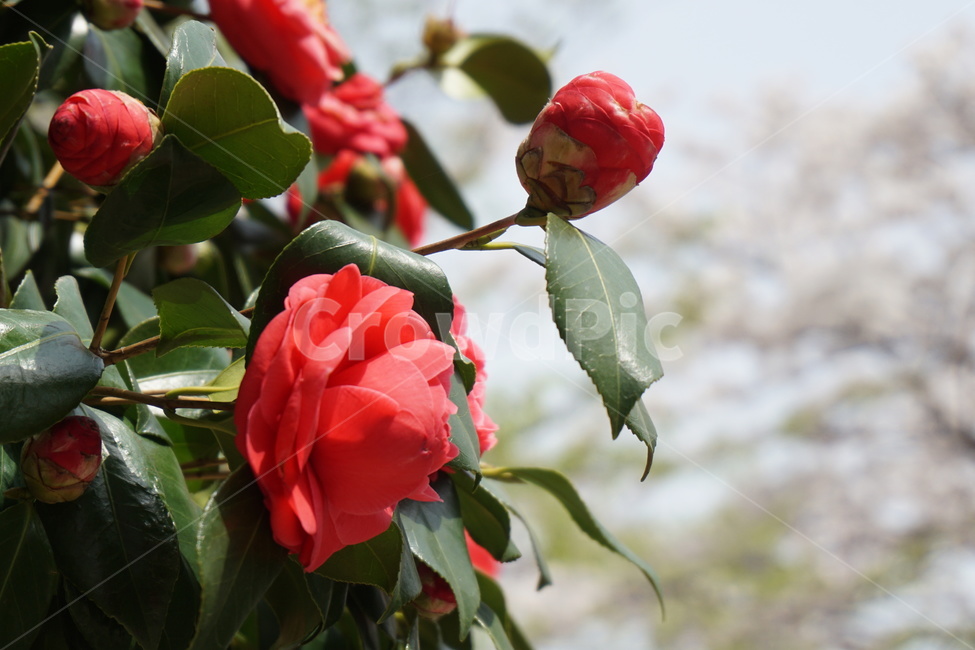 동백꽃,동백나무,꽃잎,동백기름,봄,4월,봄,계절,spring,season,식물,자연,plants,nature,꽃,flower,plant,rose,장미,blossom