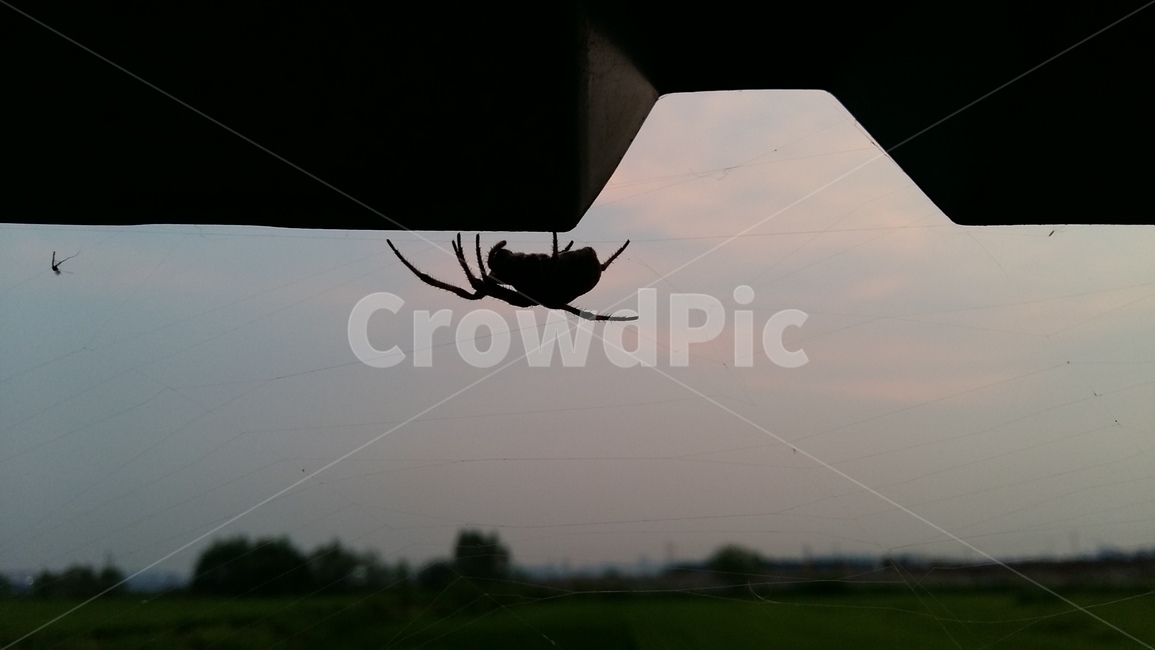 거미,밤거미,논생물,거미생태,논거미,동물,animal,곤충,벌레,insect,bug,실루엣,그림자,silhouette,shadow
