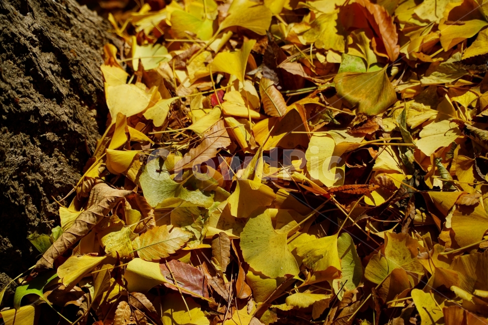 가을,낙엽,계절,fall,autumn,자연,nature,감성,느낌,feel,season,이파리,쓸쓸한,쓸쓸하다,쌀쌀하다,쌀쌀한,춥다,추운,단풍,나무,단풍잎,은행잎,컨셉,콘셉,concept,tree,11월,한국자연,잎사귀,식물,plants,가을,계절,fall,autumn,season,식물,자연,plants,nature,leaf,잎,plant,ground,바닥