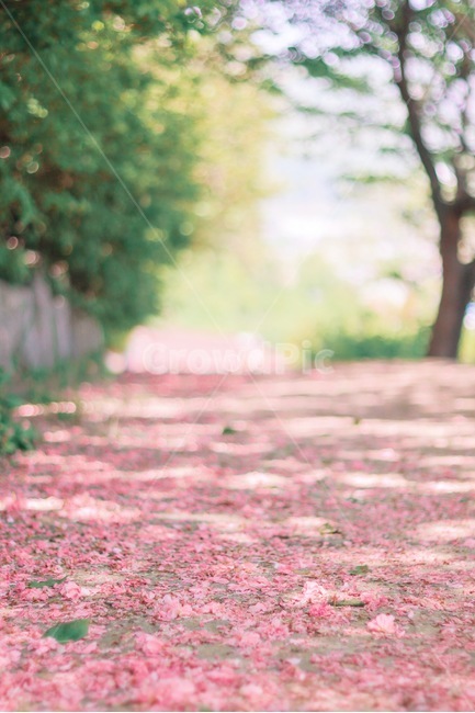 꽃,봄,겹벚꽃,꽃길,벚꽃,봄,계절,spring,season,꽃,flower,plant,식물