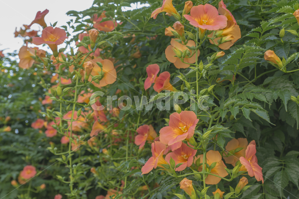 능소화,꽃,여름,장마,여름꽃,더위,식물,자연,plants,nature,꽃,flower