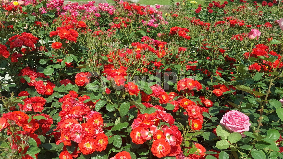 자연,환경,장미,꽃,화명동장미공원,장미공원,flower,rose,tree,나무,자연환경