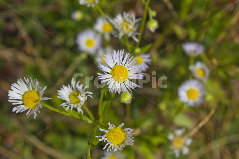 들국화,들꽃,꽃,플라워,생화,흰꽃,흰색,화이트,하얀색,녹색,그린,초록색,잡초,풀,잎,잎사귀,나뭇잎,자연,식물,탑,탑뷰,탑앵글,국화,국화꽃,노란색,노랑